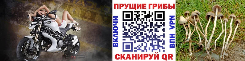 Псилоцибиновые грибы Magic Shrooms  Тырныауз 